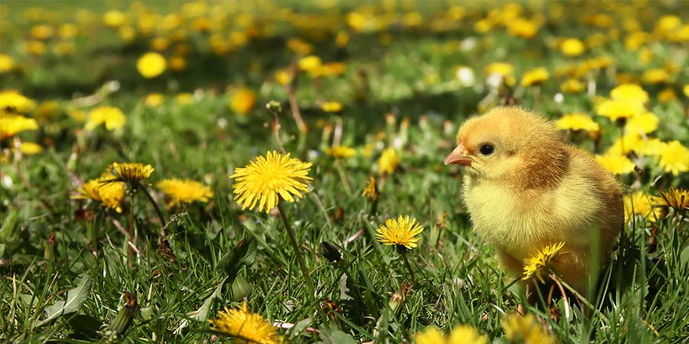 Little chicken in a dandelion field