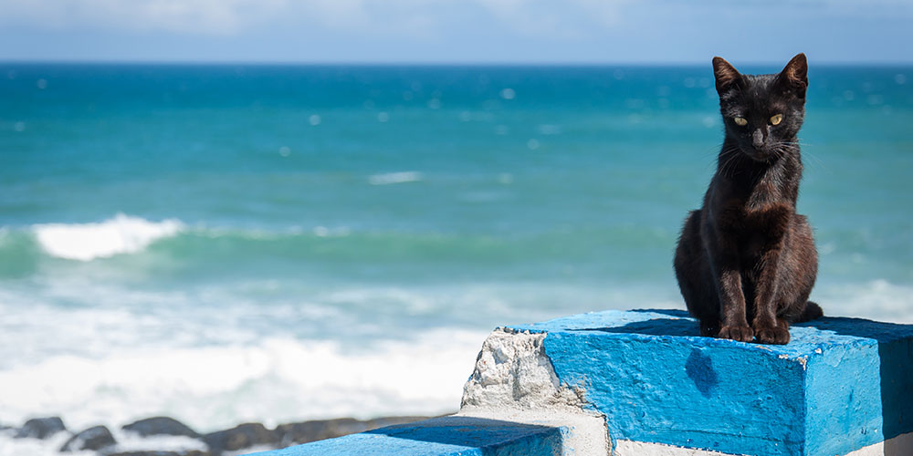 Black cat on a beach