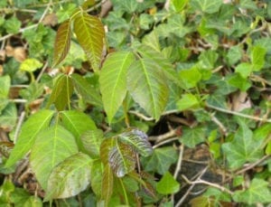 Poison Ivy Poison Ivy