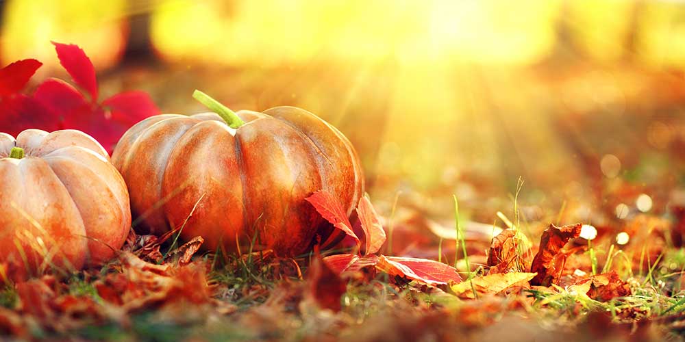 Fall Autumn Pumpkins and Leaves